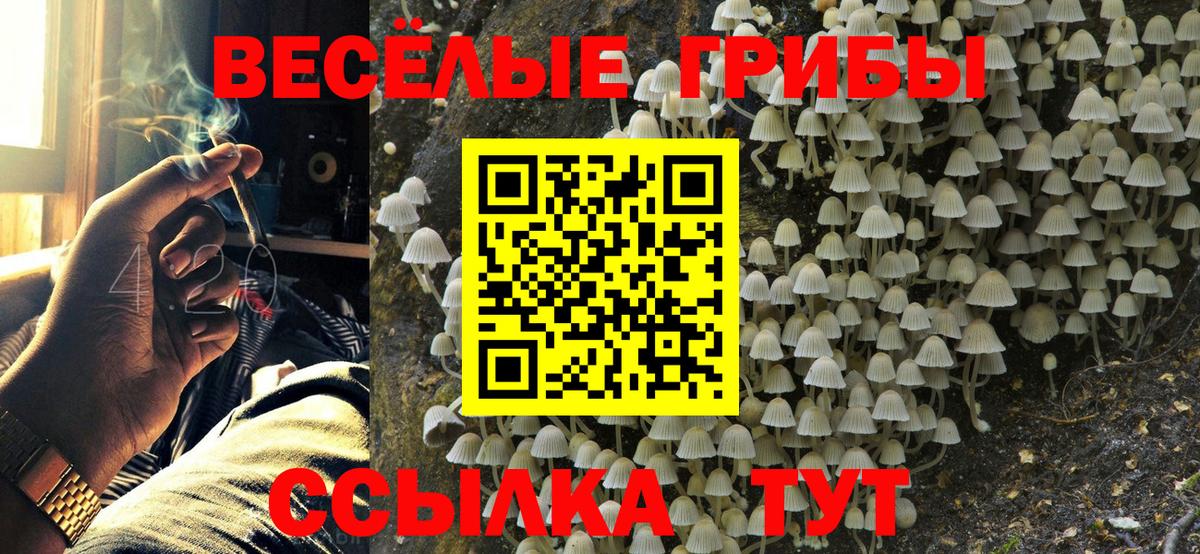Галлюциногенные грибы Psilocybe Серпухов